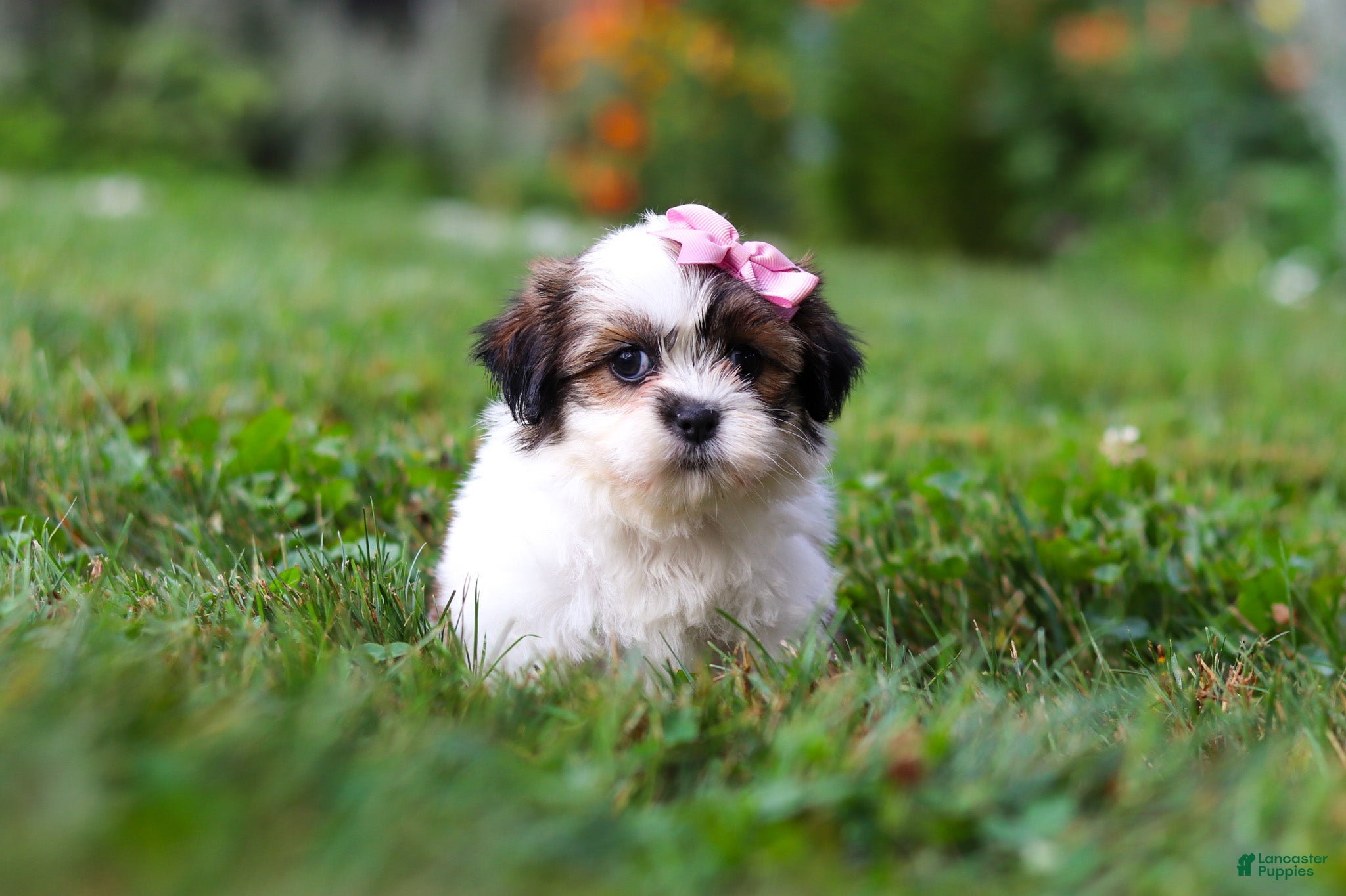 Shih Tzu dogs Summer - Ad 1