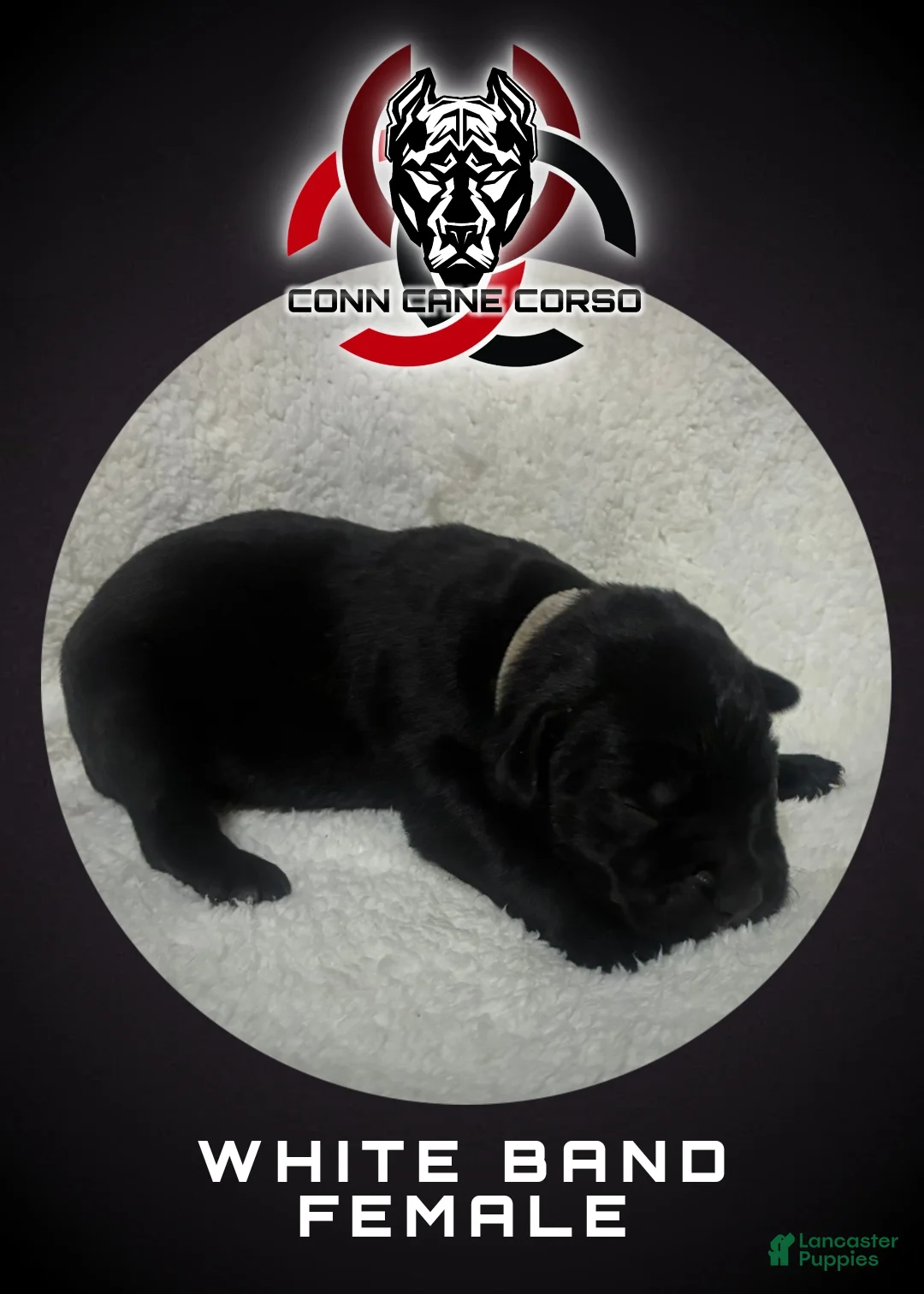 Cane Corso dogs for sale: Cane Corso Puppy 11 - Ad 1