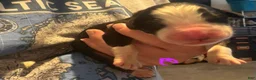 Bernese Mountain Dog dogs for sale: Purple - Ad 17