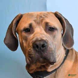 Mixed Breed dogs George - Ad 2