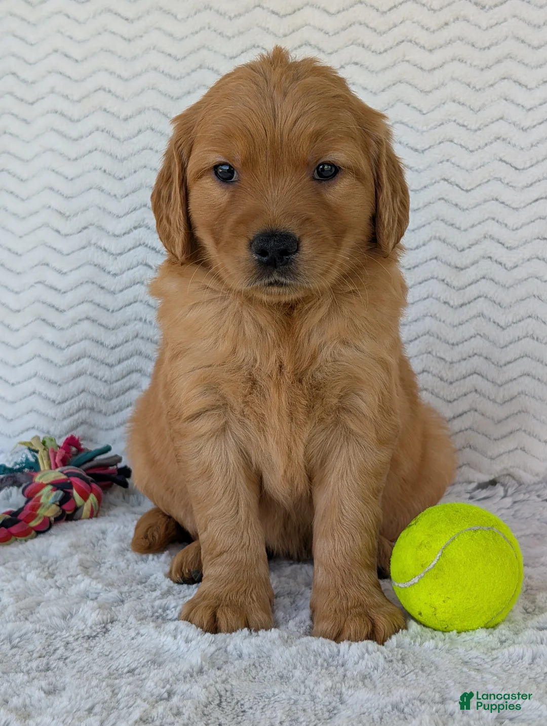 Golden Retriever dogs for sale: Miss Honey  - Ad 2