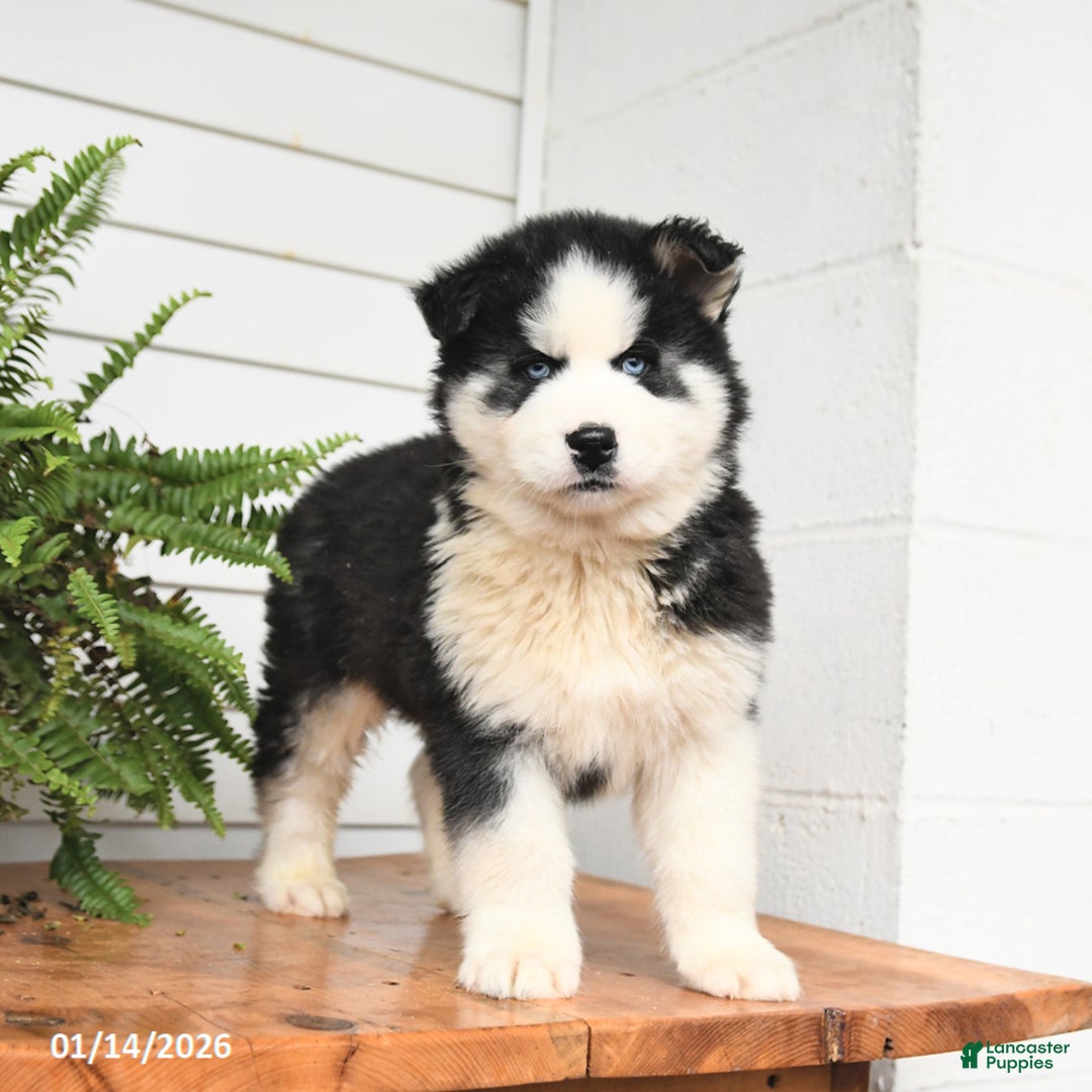 Gerberian Shepsky dogs for sale: Gunner - Ad 1