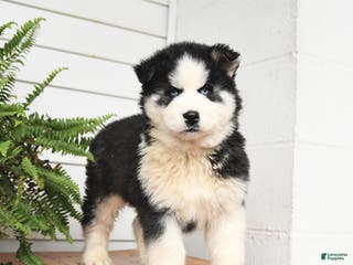 Gerberian Shepsky dogs Gunner - Ad 4