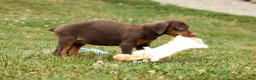 Doberman Pinscher dogs for sale: DOLLY - Ad 6