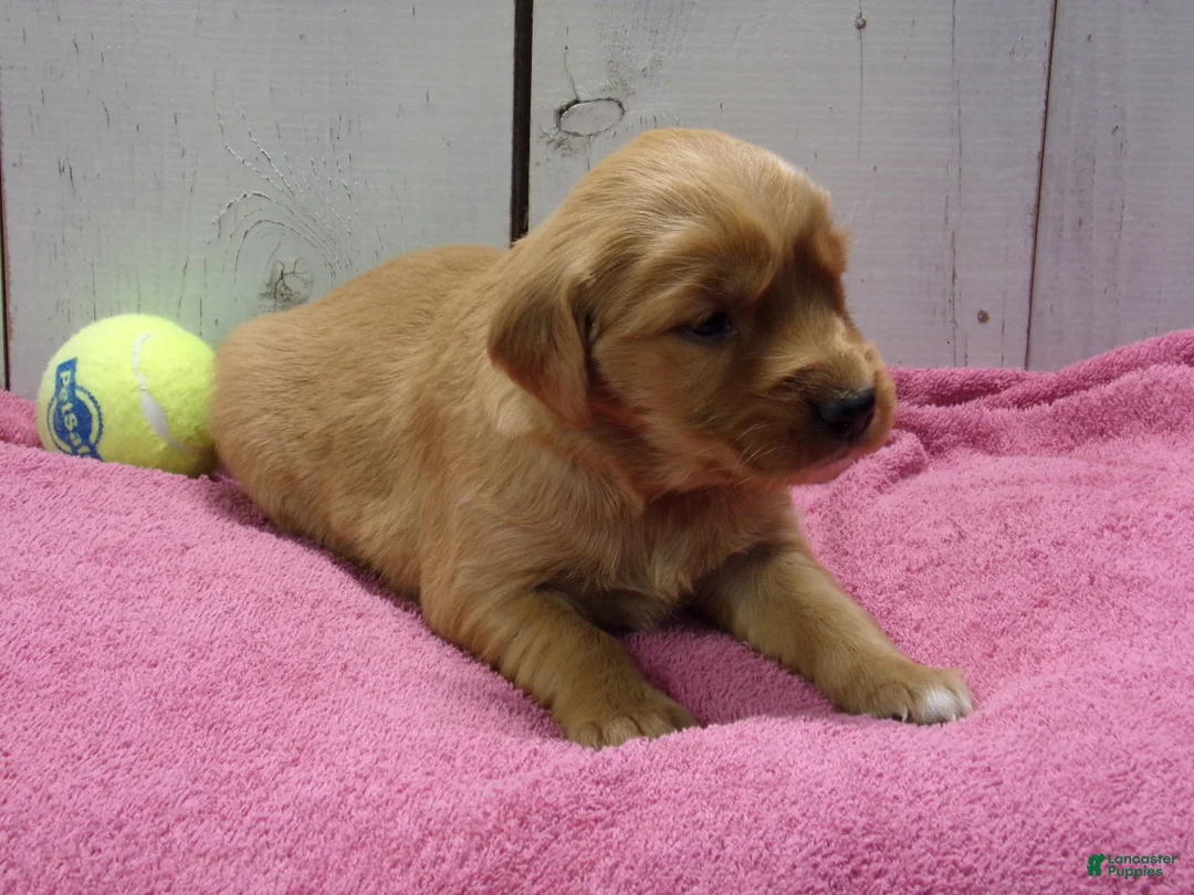 Golden Retriever dogs for sale: Brooke - Ad 2