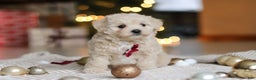 Maltipoo dogs for sale: Kevin - Ad 6