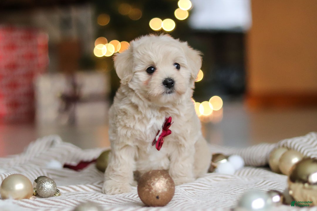 Maltipoo dogs for sale: Kevin - Ad 6