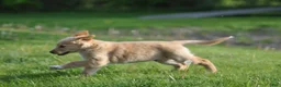 Mixed Breed dogs for sale: Cheerio - Ad 4