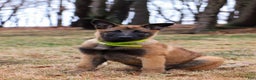 Belgian Malinois dogs for sale: Aria - Ad 9