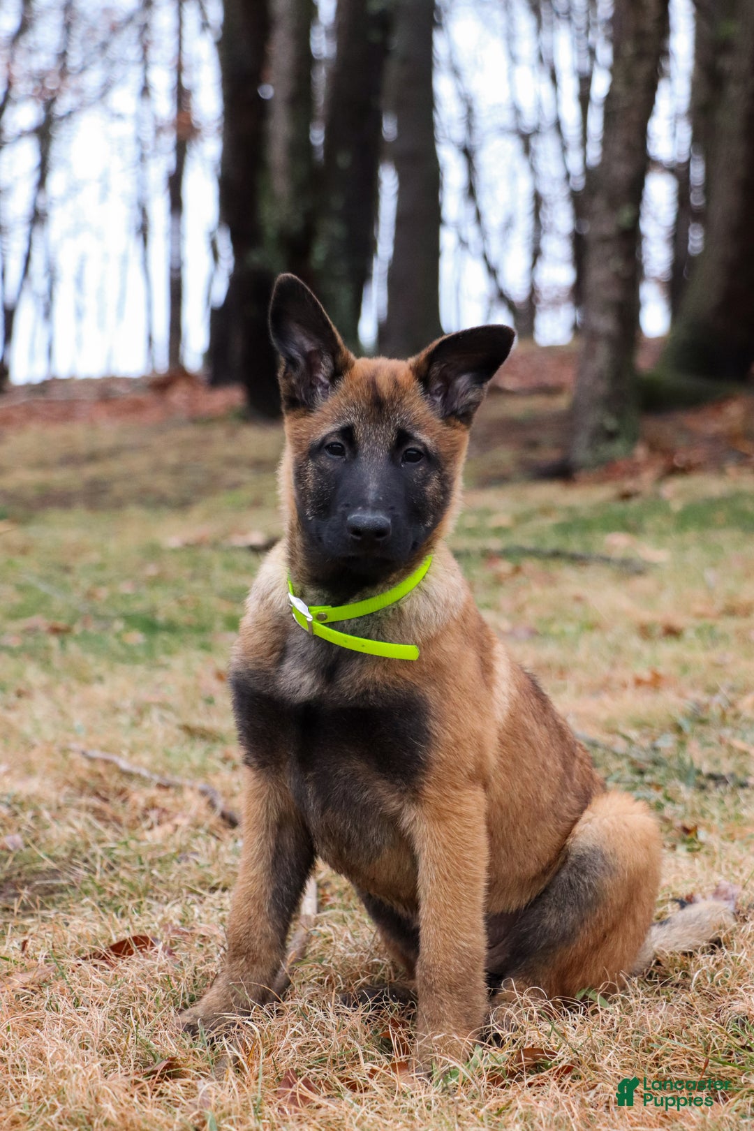 Belgian Malinois dogs for sale: Aria - Ad 9