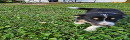 Border Collie dogs for sale: Buddy - Ad 4