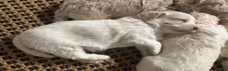 Mini Goldendoodle dogs for sale: Mini Goldendoodle 4 - Ad 2