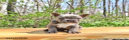 French Bulldog dogs for sale: Bailey - Ad 3