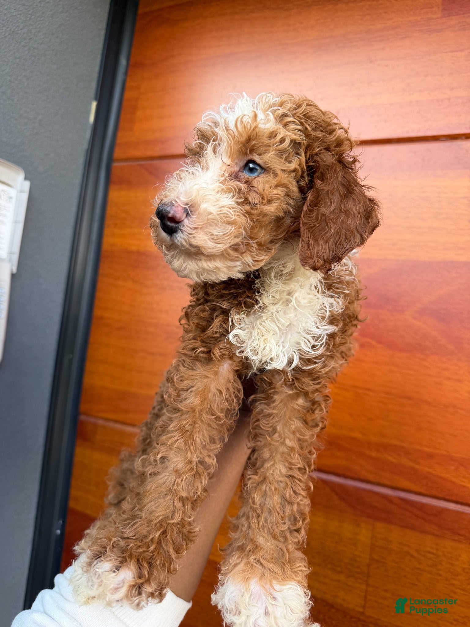 Miniature Poodle dogs Berry - Ad 2
