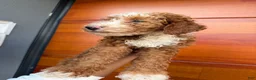 Miniature Poodle dogs for sale: Berry - Ad 2