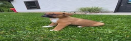 Mixed Breed dogs for sale: Bo - Ad 8
