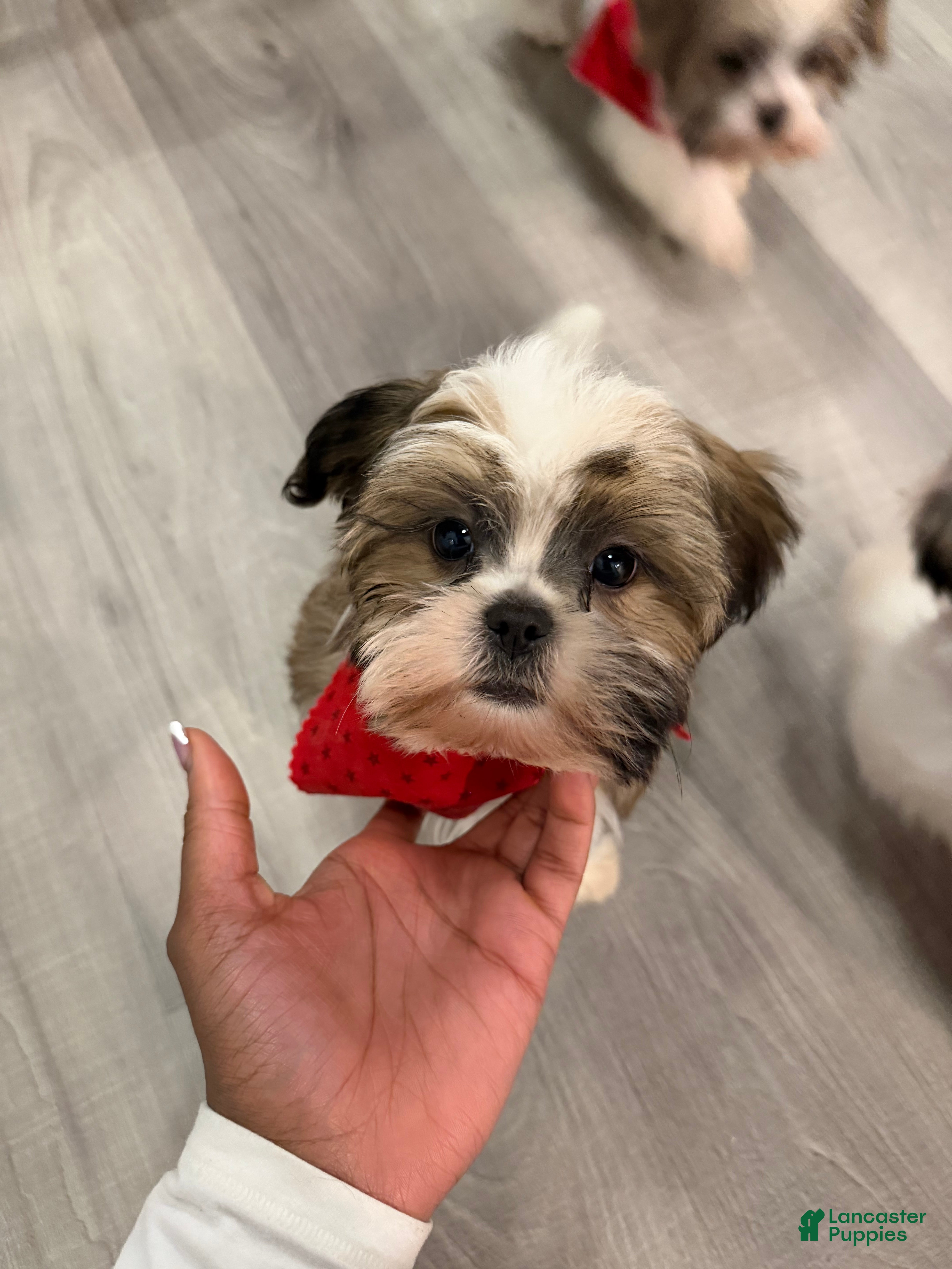 Shih Tzu dogs for sale: Shih Tzu Puppy 1 - Ad 5