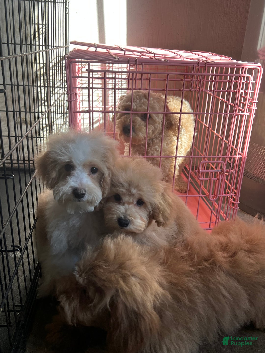 Mixed Breed dogs for sale: Raven - Ad 9