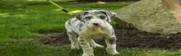 Great Dane dogs for sale: Stella - Ad 6