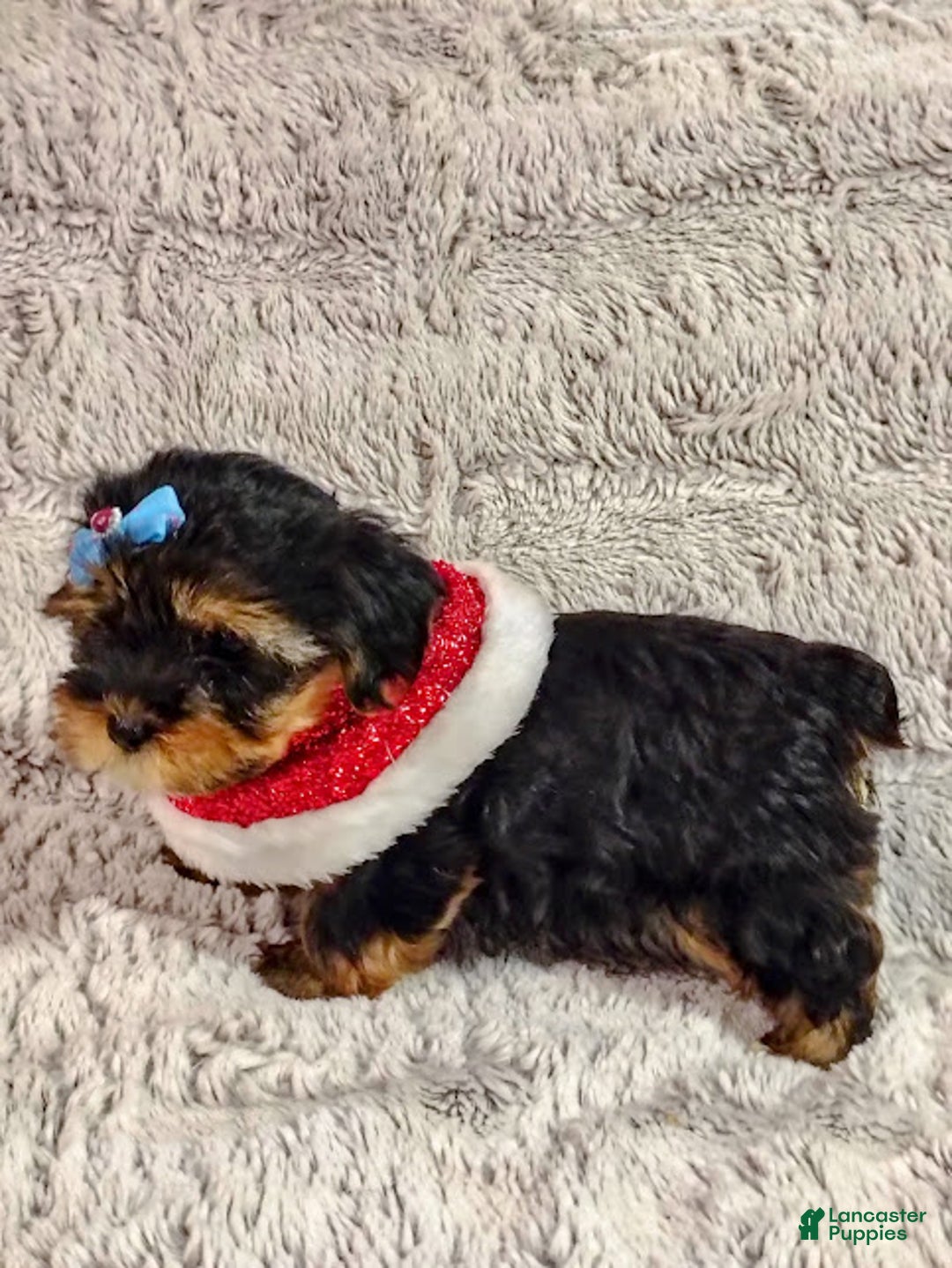 Yorkiepoo dogs for sale: Pudgy - Ad 3