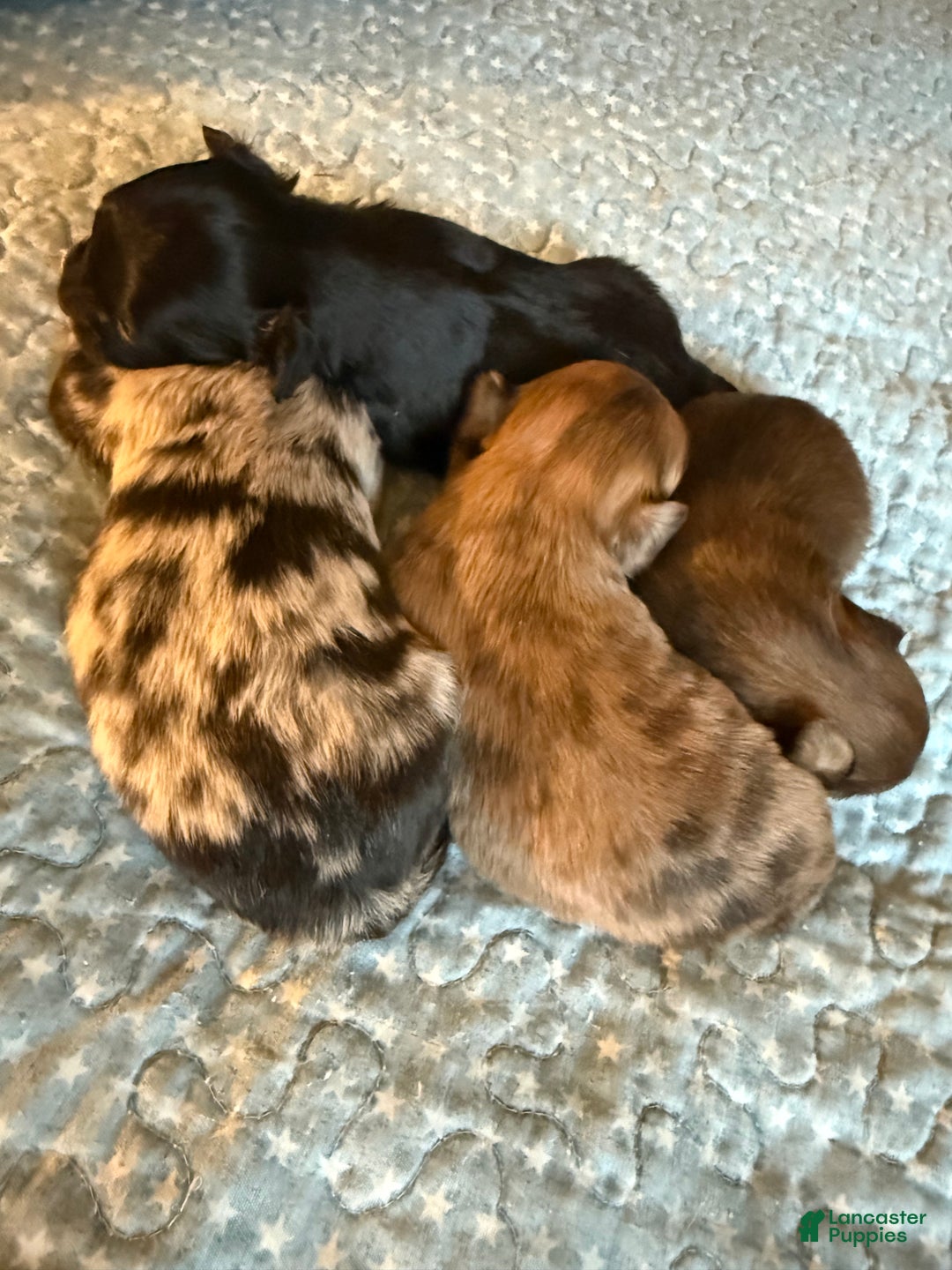 Mixed Breed dogs for sale: Chihuahua male black Merle chion chi/Papillion  - Ad 3