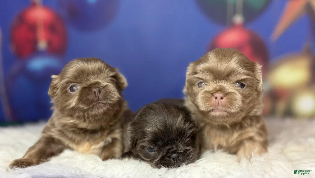 Pekingese dogs for sale: Akc DNA OFA Blue boots  - Ad 13