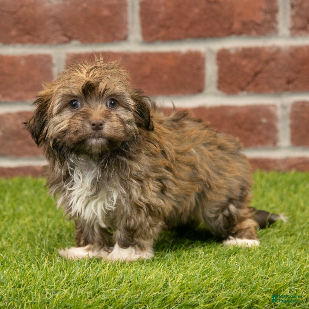 Havanese dogs for sale: Sabrina - Ad 5