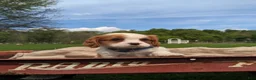Cavalier King Charles Spaniel dogs for sale: Kliff - Ad 17