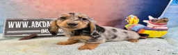 Miniature Dachshund dogs for sale: AKC Show Dapple- Russian - Ad 11