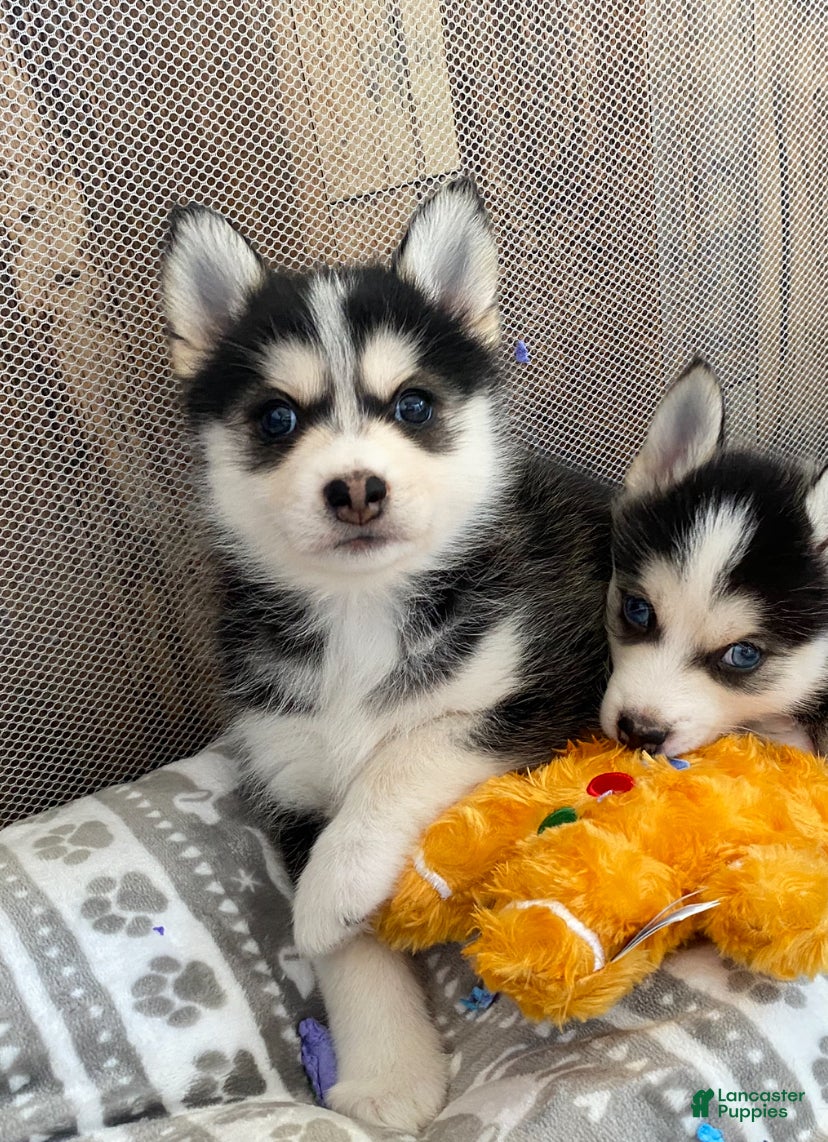 Pomsky dogs Snow White  - Ad 14