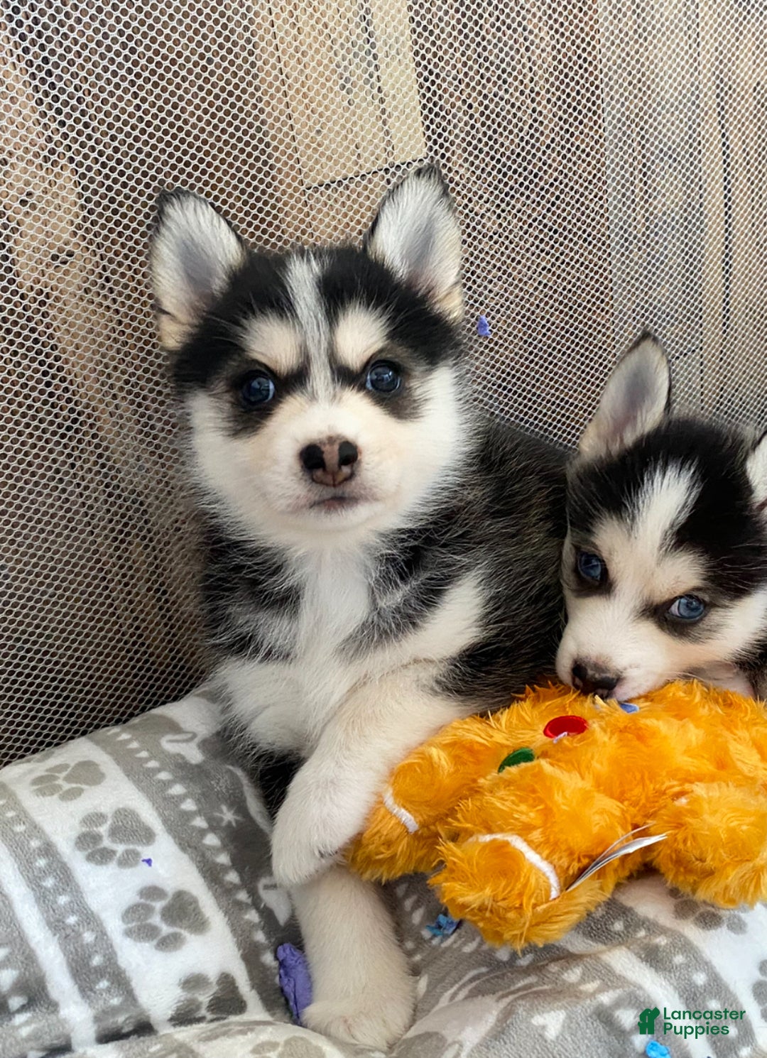Pomsky dogs for sale: Snow White  - Ad 1