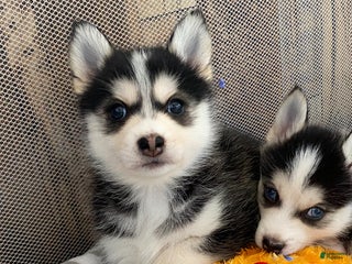 Pomsky dogs Snow White - Ad 15