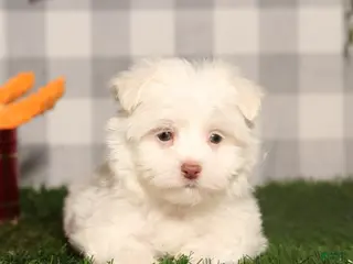 Maltese dogs Cupid - Ad 7