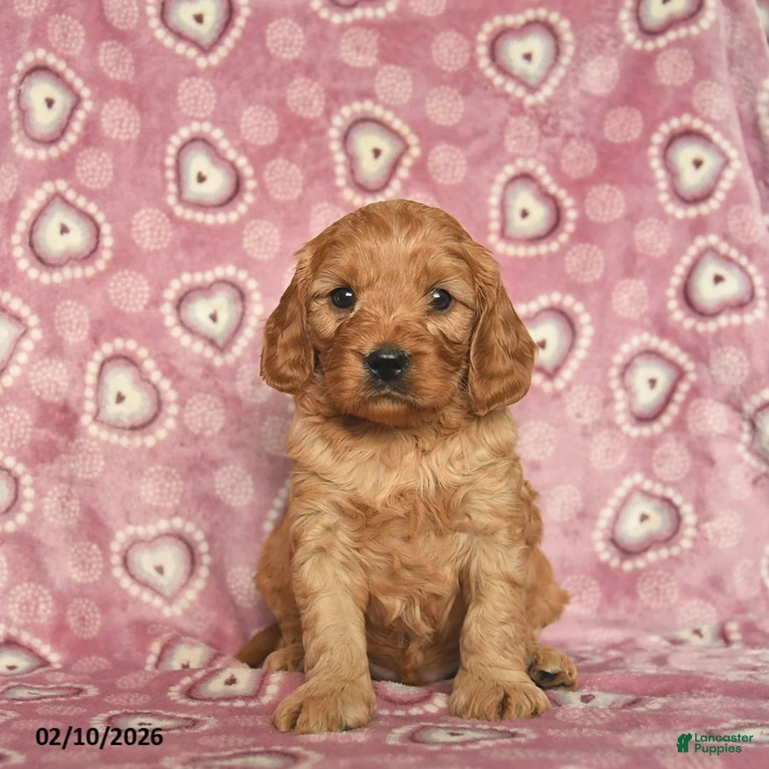 Cavapoo dogs for sale: Rusty  - Ad 2