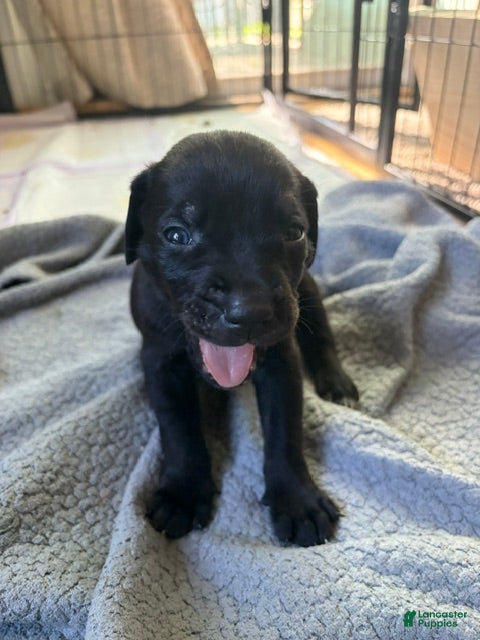 Catahoula Leopard Dog dogs Tanker - Ad 7