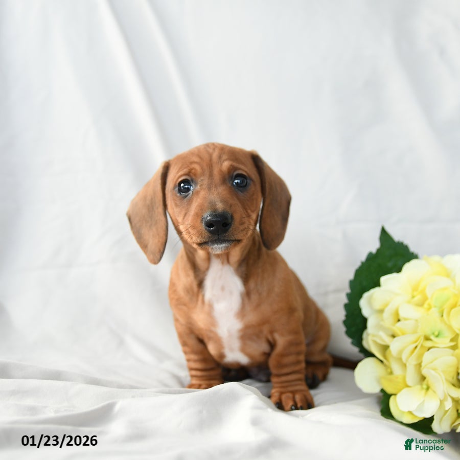 Miniature Dachshund dogs Max - Ad 2