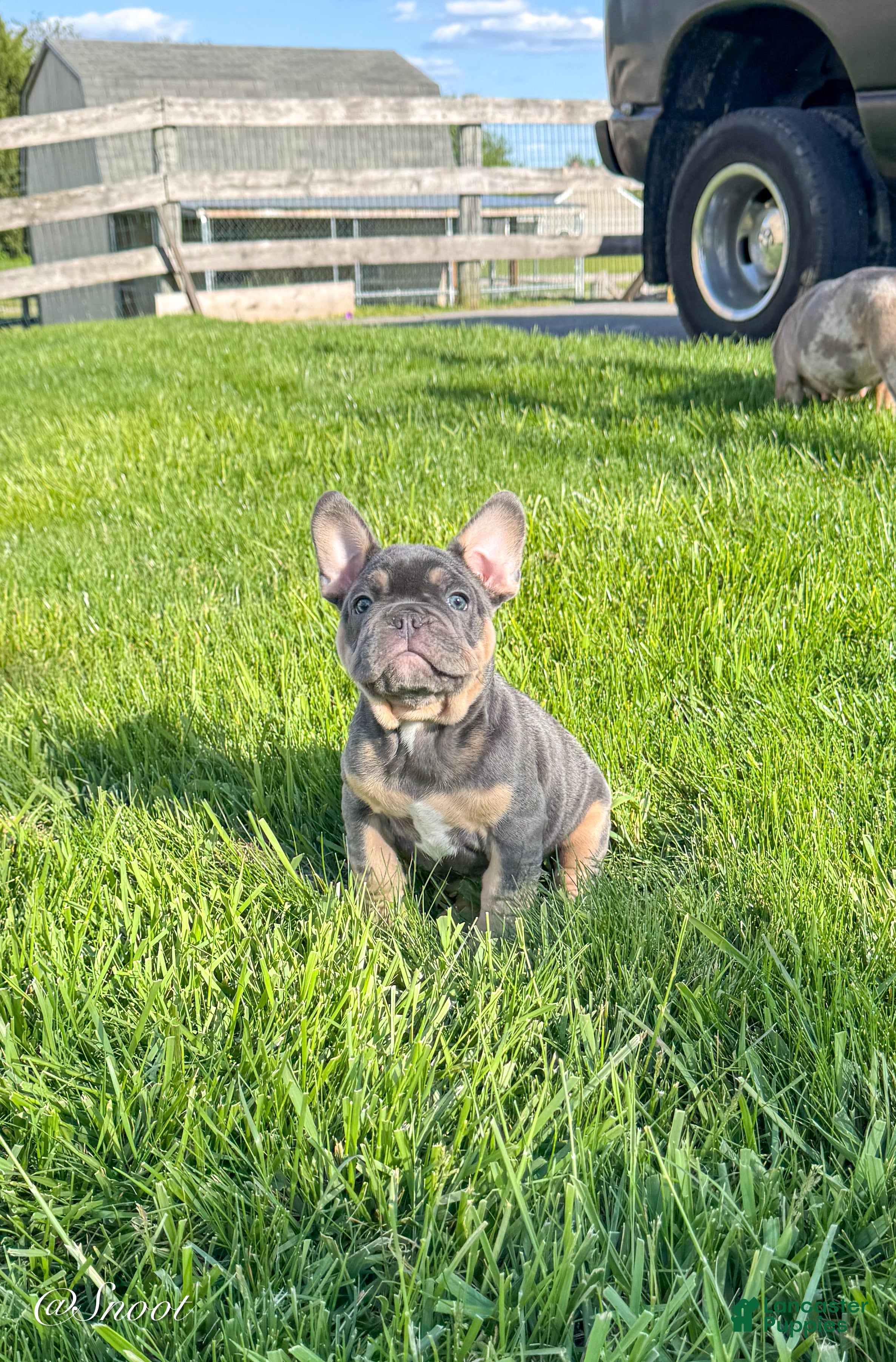 French Bulldog dogs for sale: Snoot - Ad 3