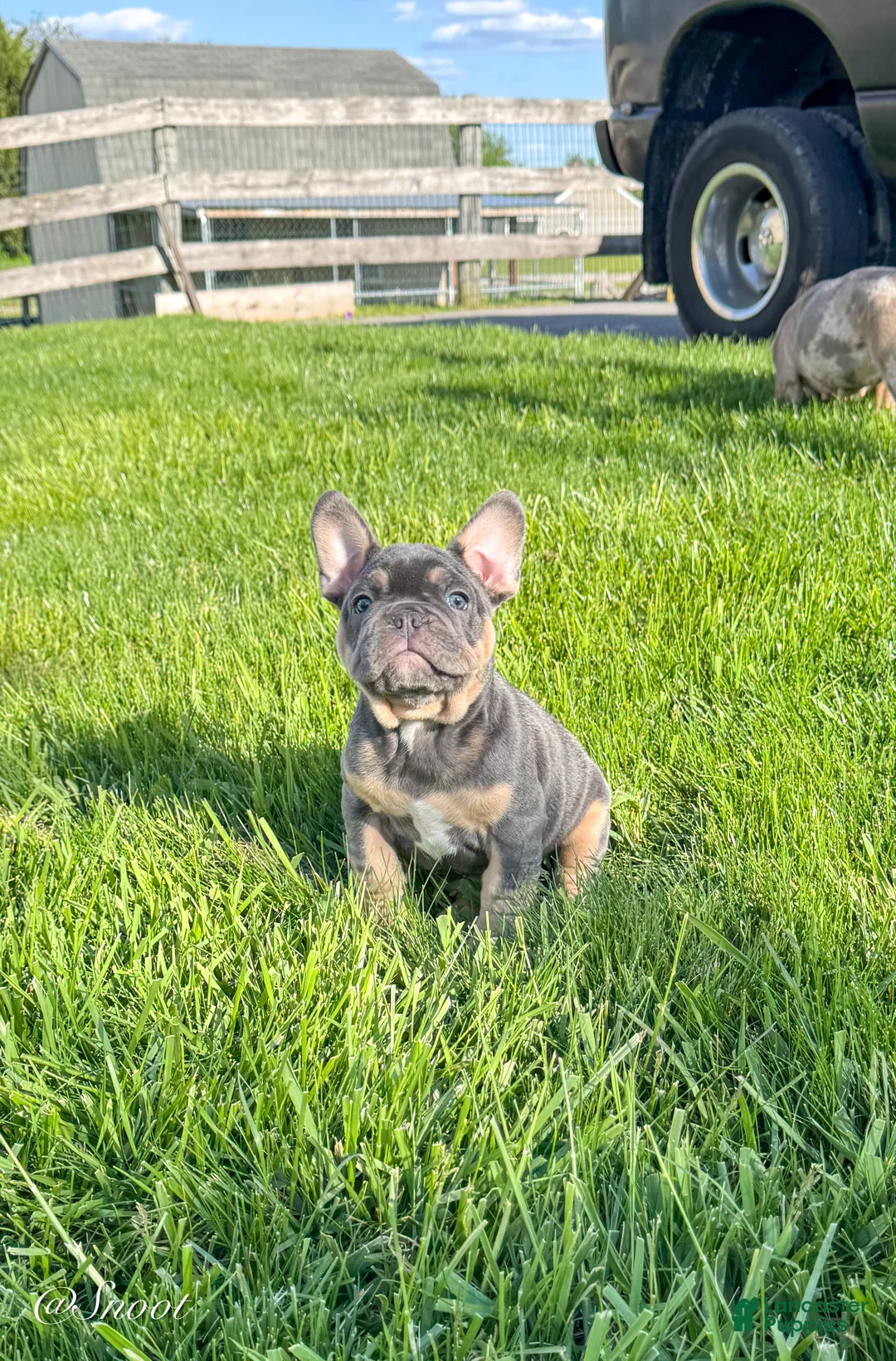 French Bulldog dogs for sale: Snoot - Ad 1