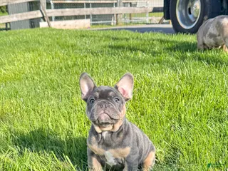 French Bulldog dogs for sale: Snoot - Ad 3