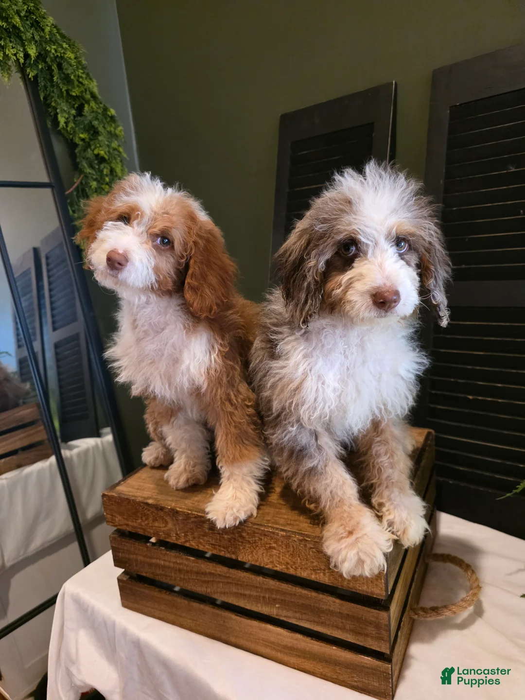 Mini Aussiedoodle dogs for sale: Ava  - Ad 2