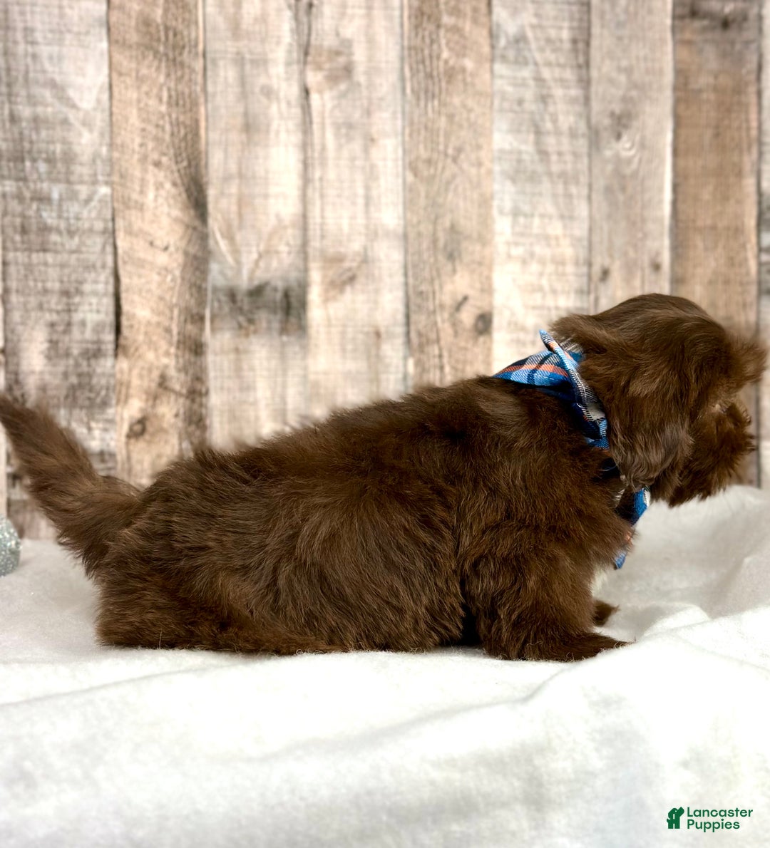 Shih Tzu dogs for sale: Hudson - Ad 4