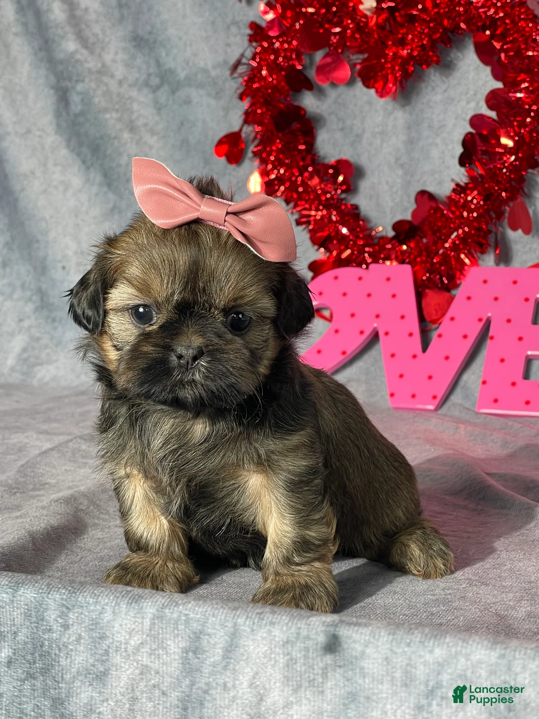 Shih Tzu dogs for sale: Taffy - Ad 1
