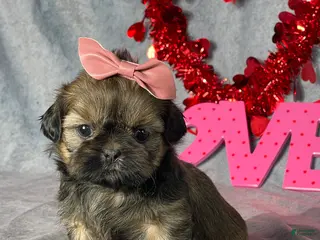 Shih Tzu dogs for sale: Taffy - Ad 3