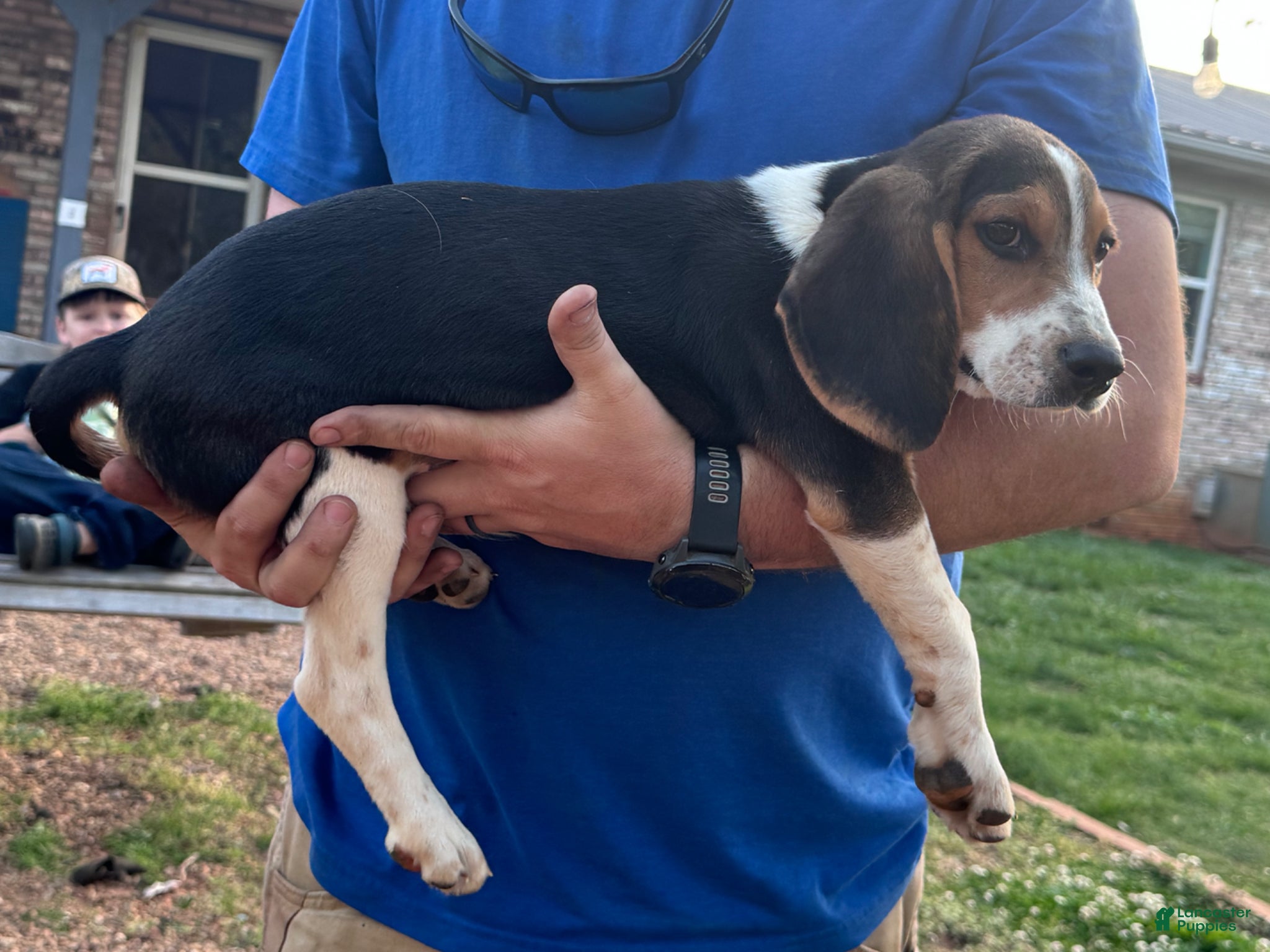 Beagle dogs Beagle Puppy 1 - Ad 15