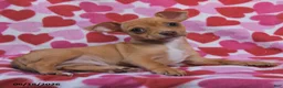 Chihuahua dogs for sale: Tucker - Ad 3