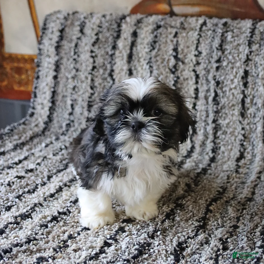 Shih Tzu dogs for sale: Remi  - Ad 5
