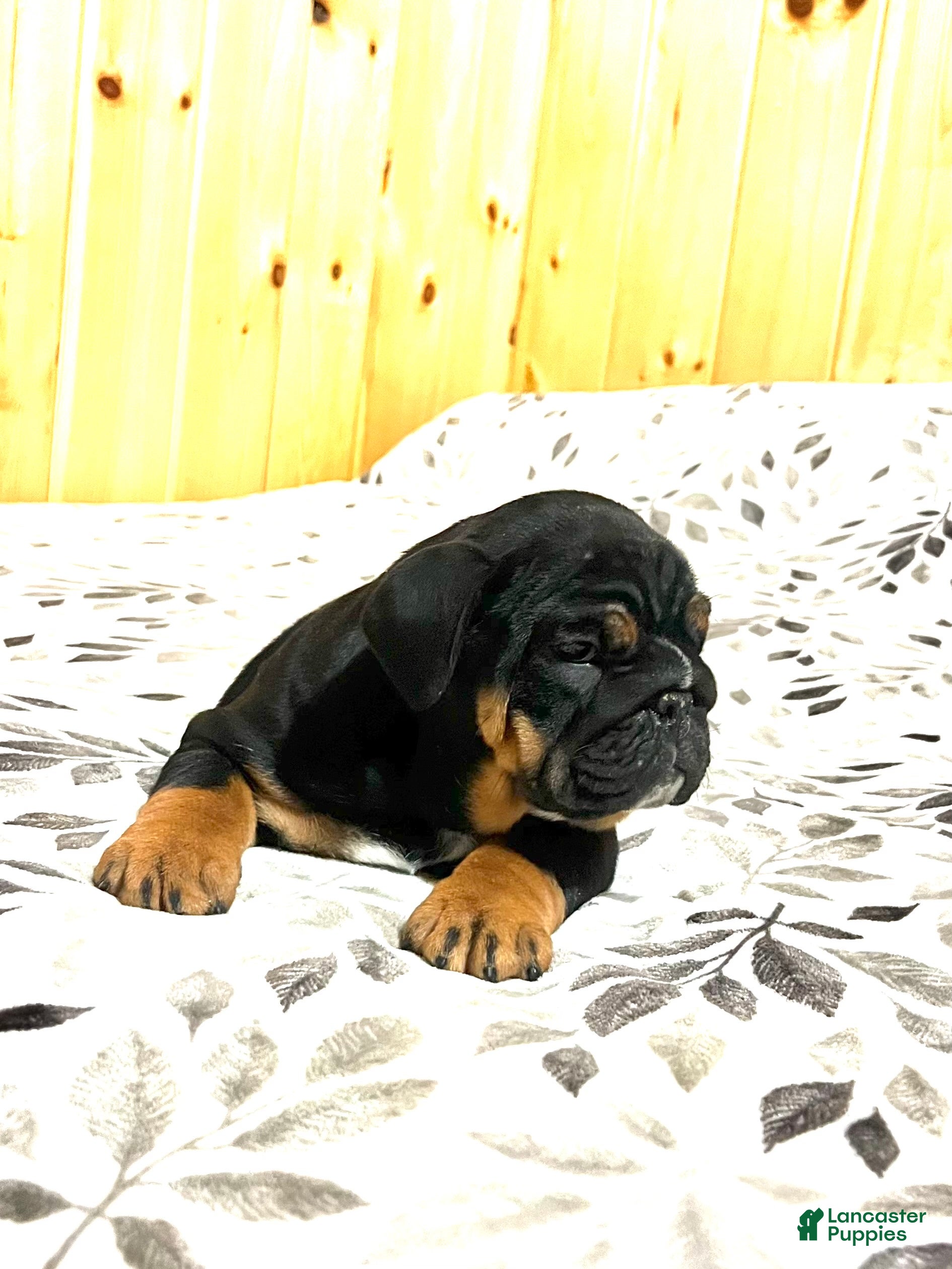 English Bulldog dogs Grace - Ad 2