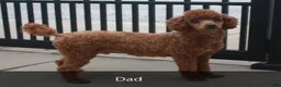 Mini Goldendoodle dogs for sale: Hank - Ad 10