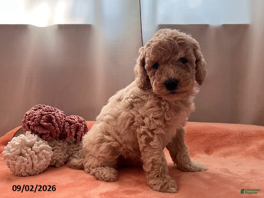 Miniature Poodle dogs Tina - Ad 1