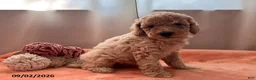 Miniature Poodle dogs for sale: Tina - Ad 1